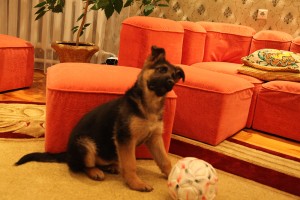 IMG_4467