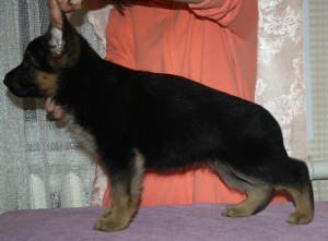 Mal_Cherp_Dug_sha