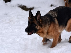 санта зима